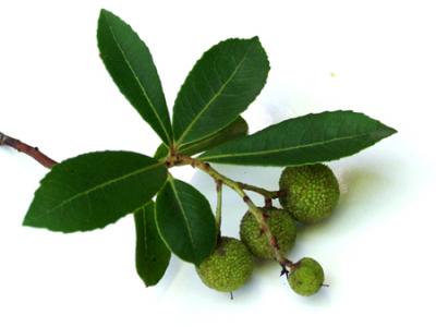 Arbutus unedo (madroño)
